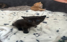 Mixed Breed cats for sale: 2 Kittens  in Lincoln - Image 6