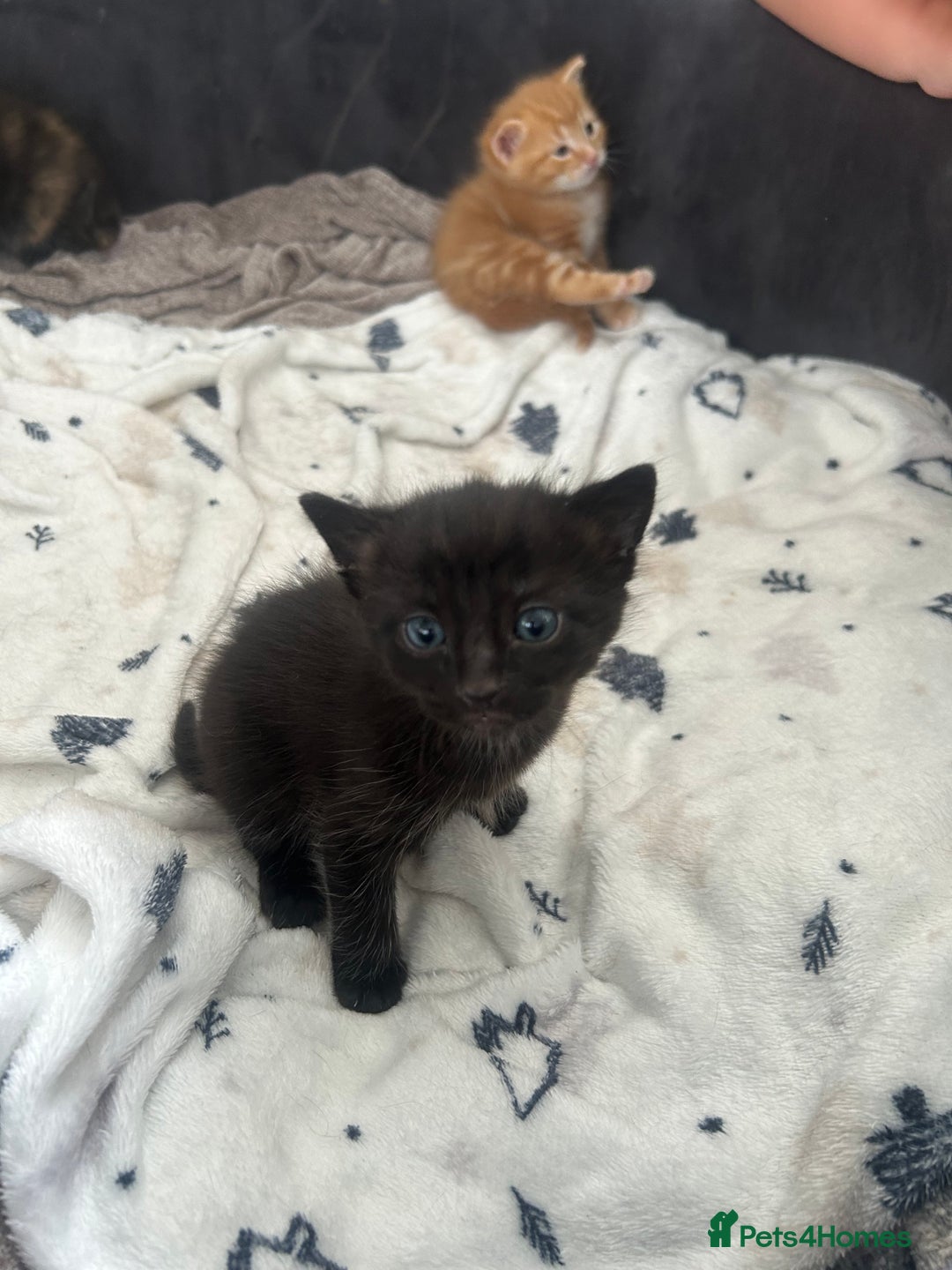 Mixed Breed cats for sale: 2 Kittens  in Lincoln - Image 6