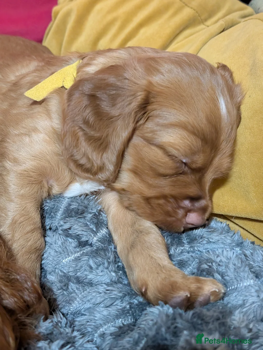 Cocker Spaniel dogs for sale: Adorable healthy Cocker Spaniel puppies - Advert 4