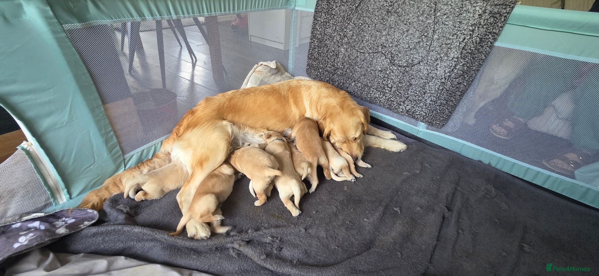 Golden Retriever dogs  kc registered Golden retriever pappys cornwall  - Advert 1