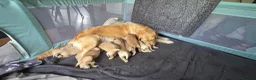 Golden Retriever dogs for sale:  kc registered Golden retriever pappys cornwall  in Saint Ives - Advert 1