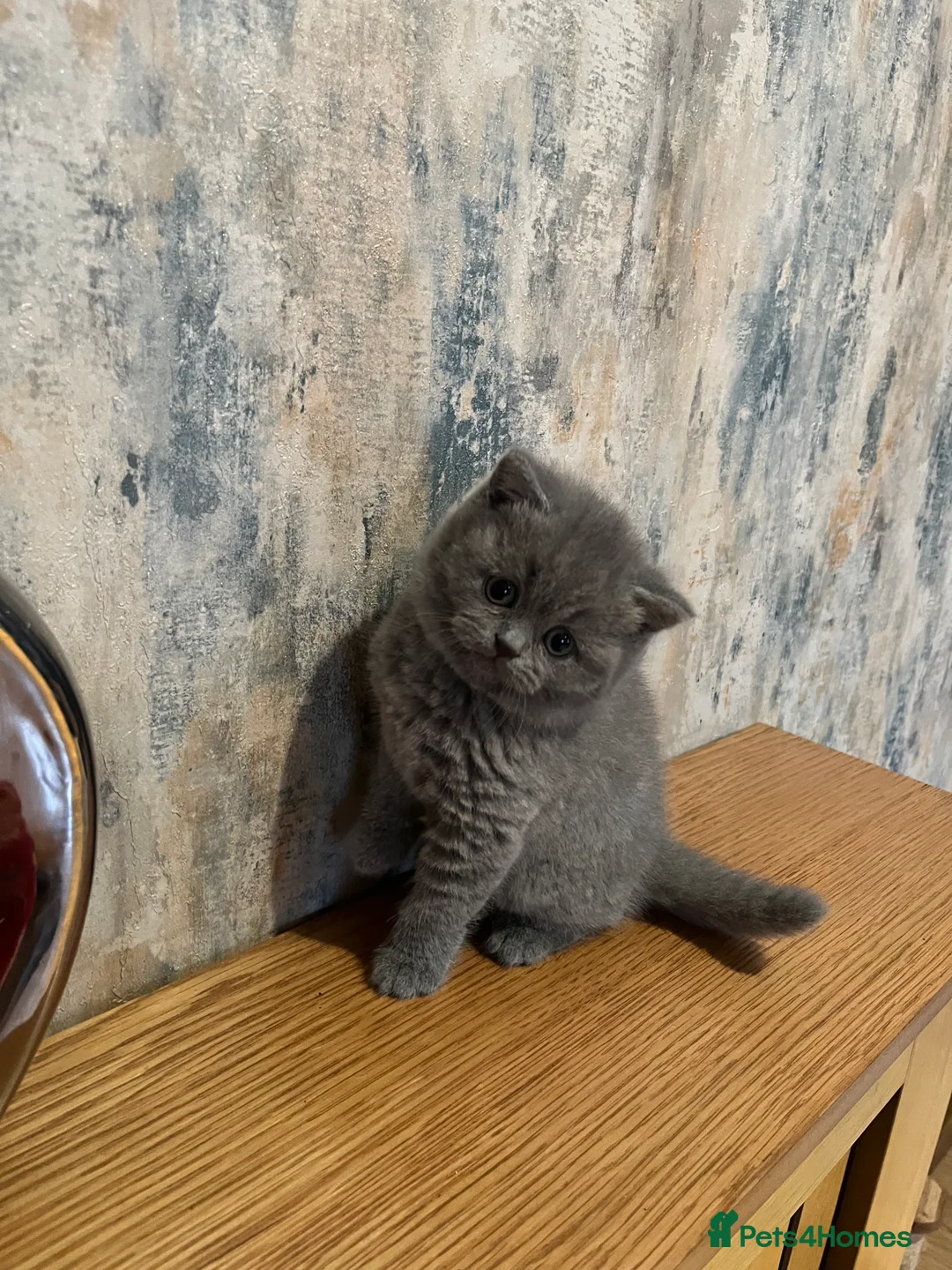 British Shorthair cats for sale: Beautiful 6 week old female bsh - Advert 8