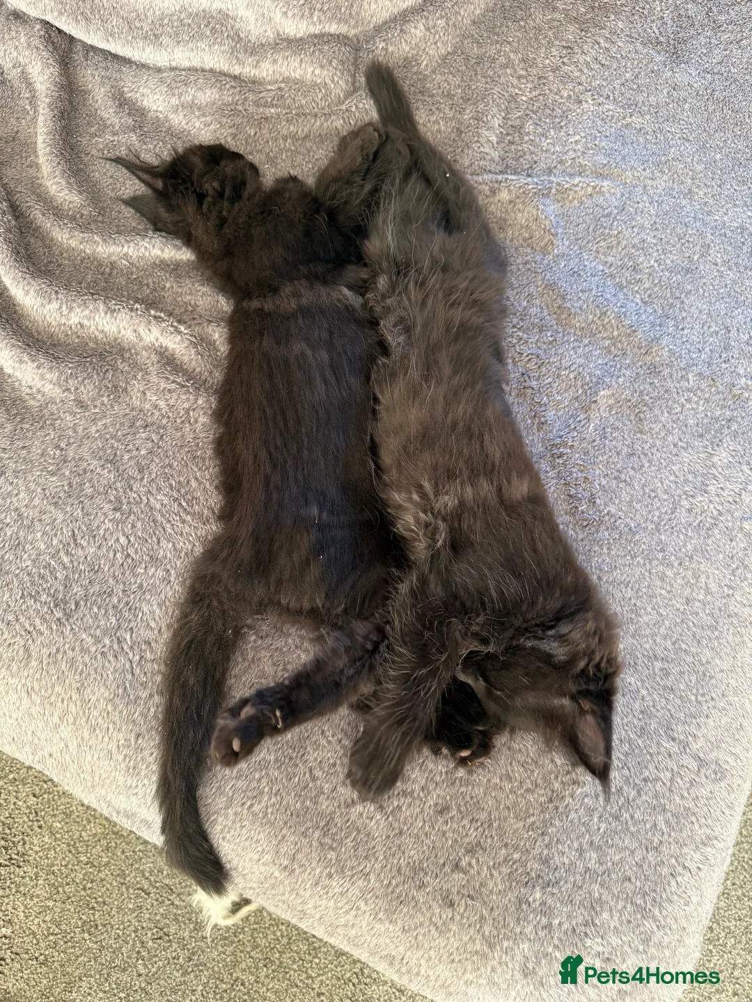 Maine Coon cats for sale: Beautiful Maine Coon Kittens - Advert 9