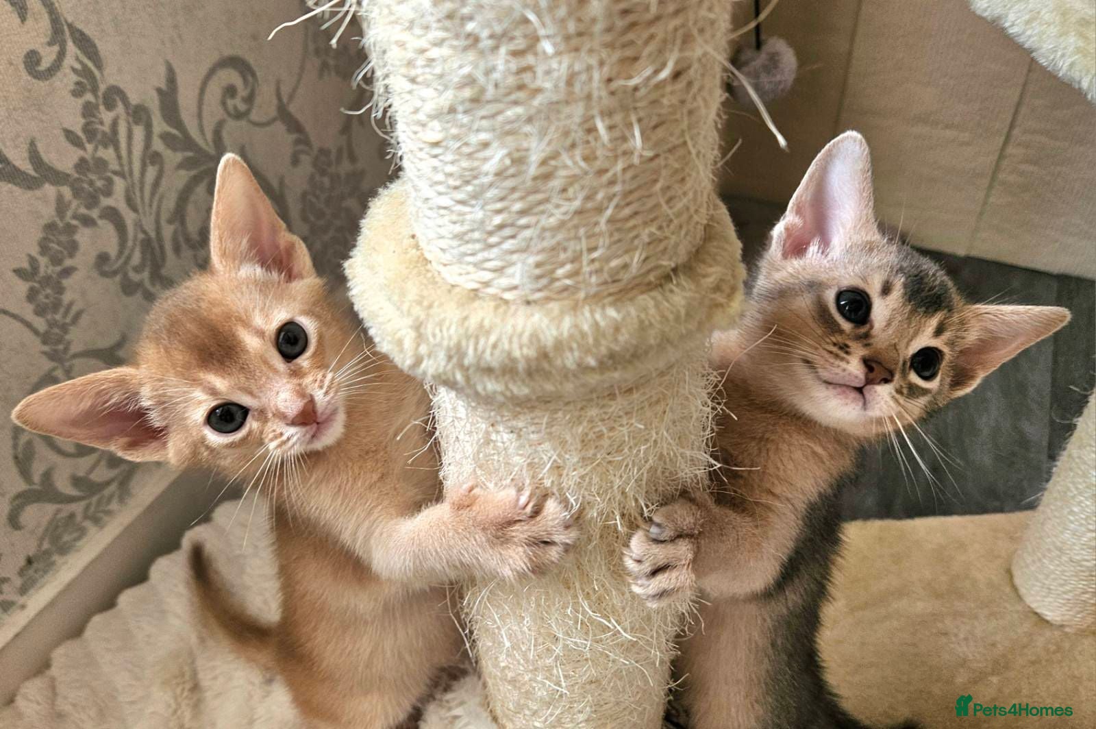 Abyssinian cats Beautiful Abyssinian Kittens  - Advert 15