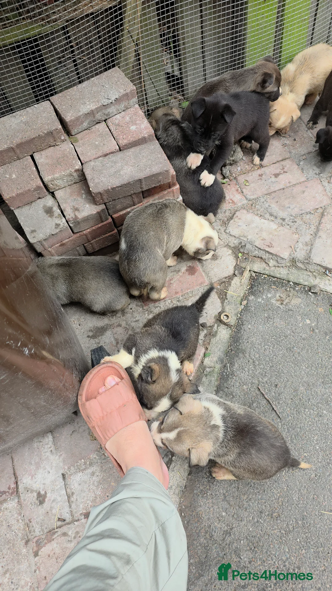 Mixed Breed dogs for sale: Siberian husky & American stuffy mix bread pupies - Advert 1