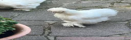 Chickens poultry for sale: Silkie x Silkie Male Chicken for Re-homing in Pevensey - Advert 4