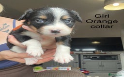 Mixed Breed dogs for sale: Borderlier - Image 7