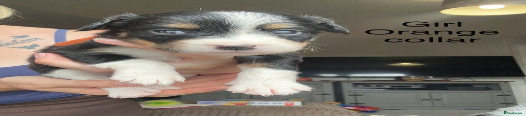 Mixed Breed Puppy 2