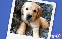 Golden Retriever dogs for stud: KCReg Well Proven Golden Stud, Health & DNA Tested in Wilmslow - Image 4