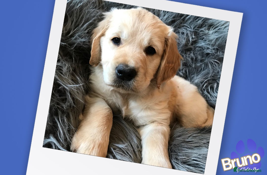 Golden Retriever dogs for stud: KCReg Well Proven Golden Stud, Health & DNA Tested in Wilmslow - Image 4