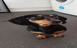 Miniature Dachshund dogs for sale: Miniature dashound pup  - Image 2