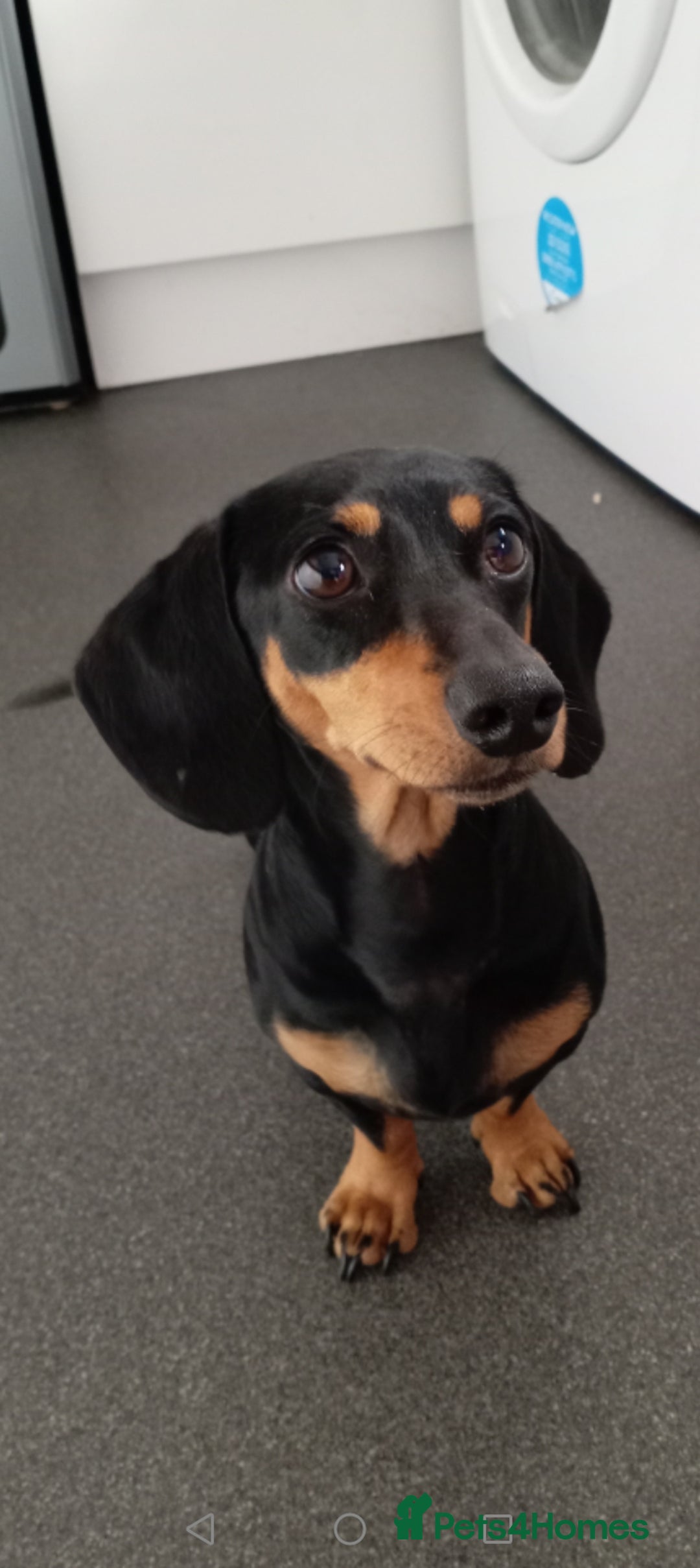 Miniature Dachshund dogs for sale: Miniature dashound pup  - Image 2