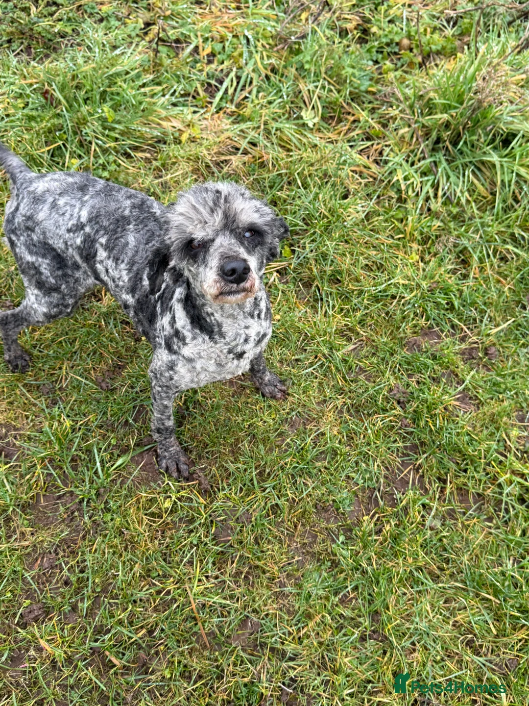 Labradoodle dogs for sale: Cracking F1 Labradoodles.  - Advert 2
