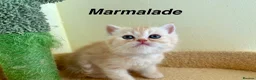 Exotic cats for sale: Beautiful Persian Exotic Kittens - Advert 13