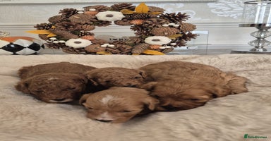 Cavapoo dogs - Advert 6