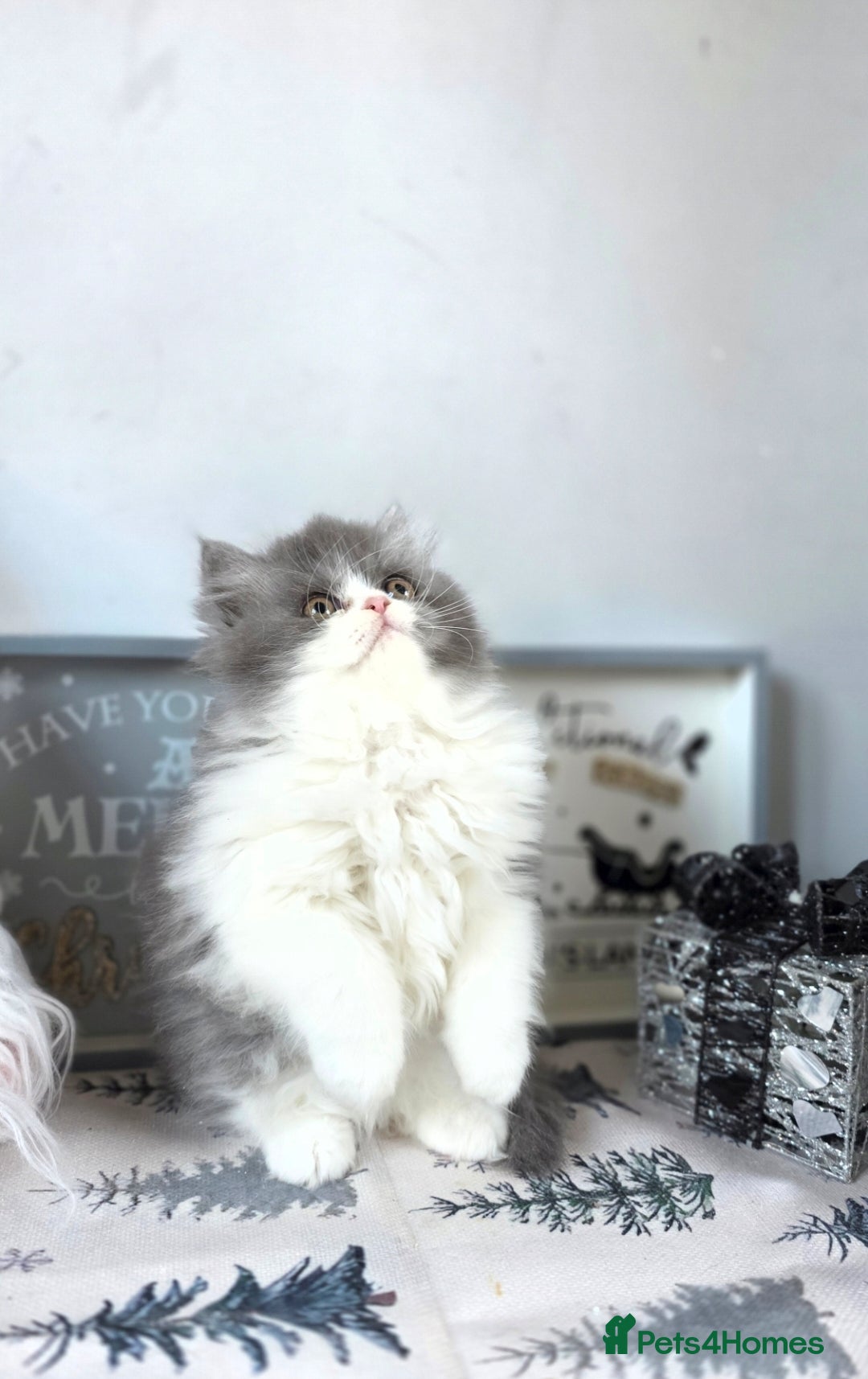 Mixed Breed cats for sale: Beautiful Ragdoll-Persian kittens - Advert 3