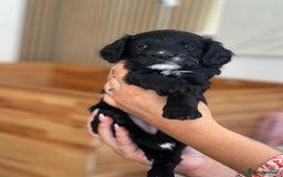 Cavapoo dogs for sale: BEAUTIFUL Toy Cavapoos! - Image 12