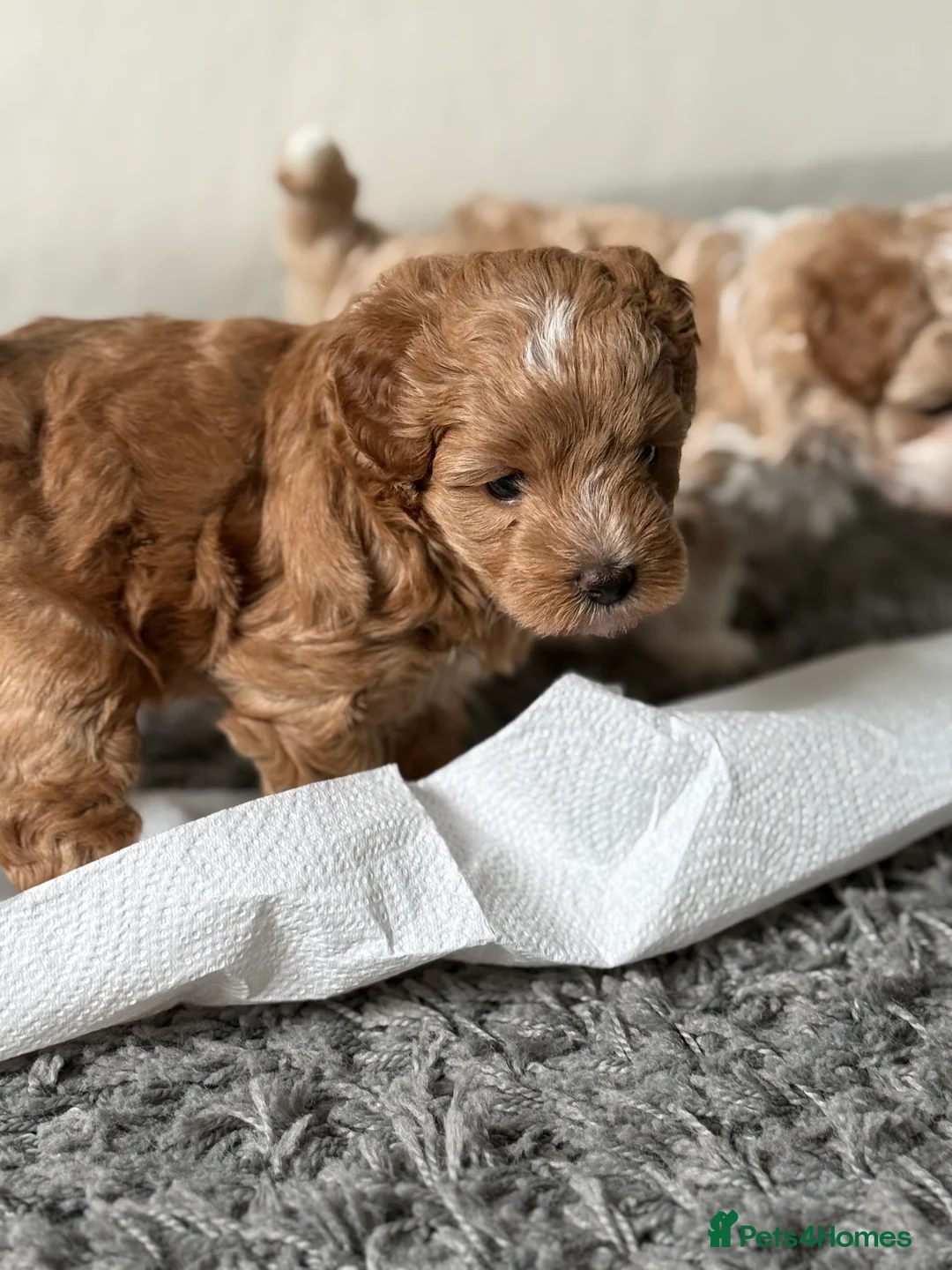 Mixed Breed dogs for sale: 3 Lovely Maltipoo puppies - Advert 2