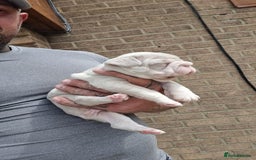 French Bulldog dogs for sale: Adorable pink and fluffy french bulldogs puppies  - Image 20