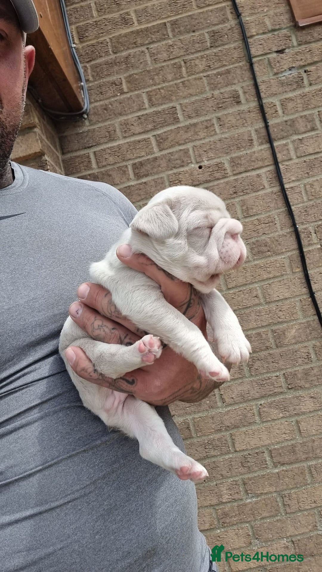 French Bulldog dogs for sale: Adorable pink and fluffy french bulldogs puppies  - Image 20