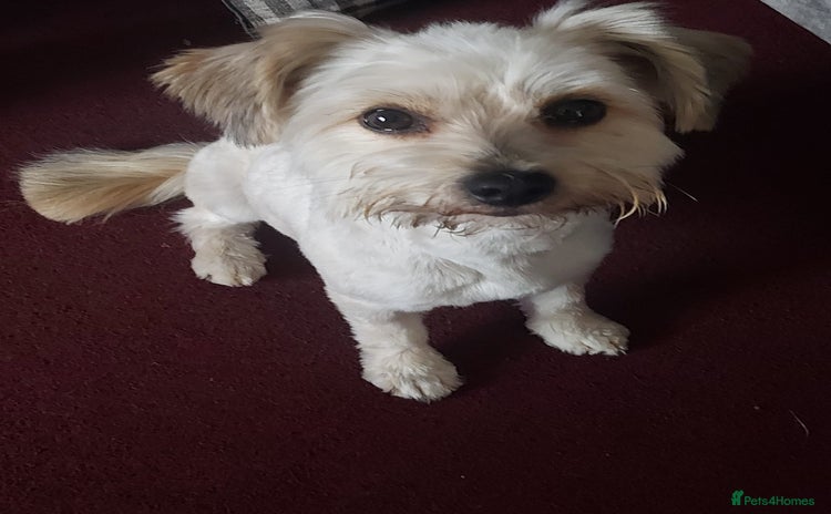 Chorkie dogs - Advert 1