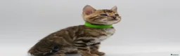 Bengal cats for sale: TICA Registered Brown & Snow Lynx Bengal Kittens - Advert 19