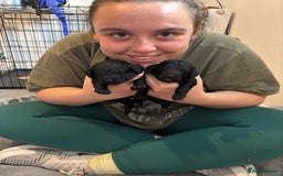 Cockapoo dogs for sale: 25%cocker spaniel 75% toy red poodle - Image 19