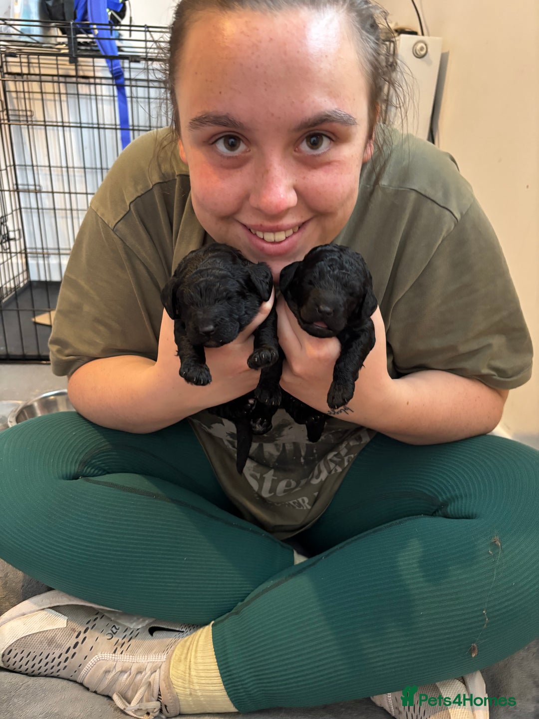 Cockapoo dogs for sale: 25%cocker spaniel 75% toy red poodle - Image 19