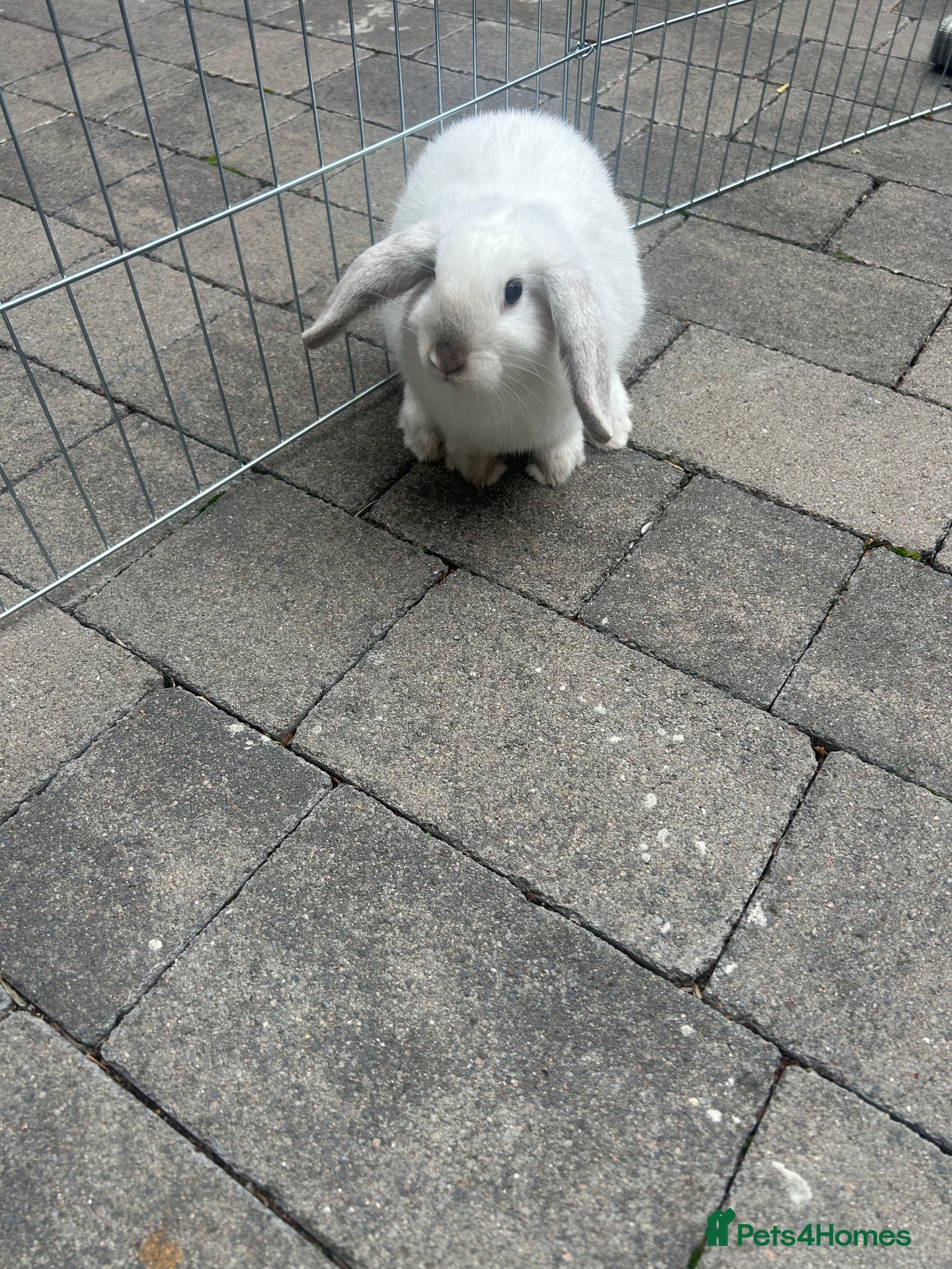 Mini Lop rabbits Lop eared bunny - Advert 12