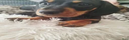 Dachshund dogs for sale: Dachshund  - Advert 7