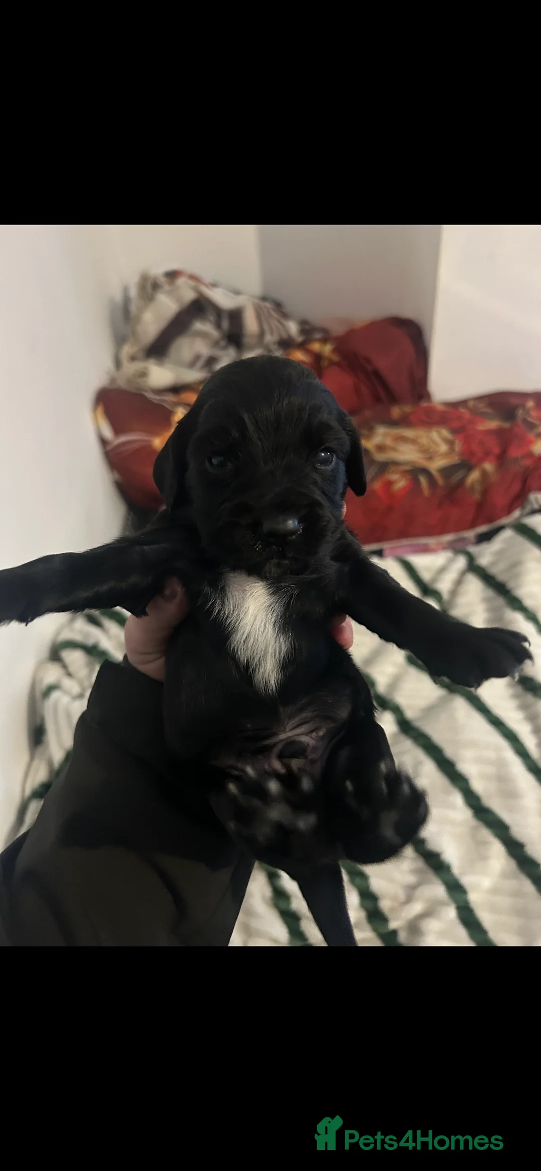 Cocker Spaniel dogs for sale: Cocker spaniel puppies  in Bishop Auckland - Advert 5