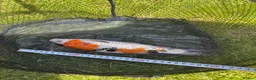 Koi Carp fish for sale: Pond closure in Dudley - Advert 6