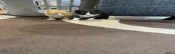Mixed Breed cats for sale: 2 for £50 in Birmingham - Advert 1