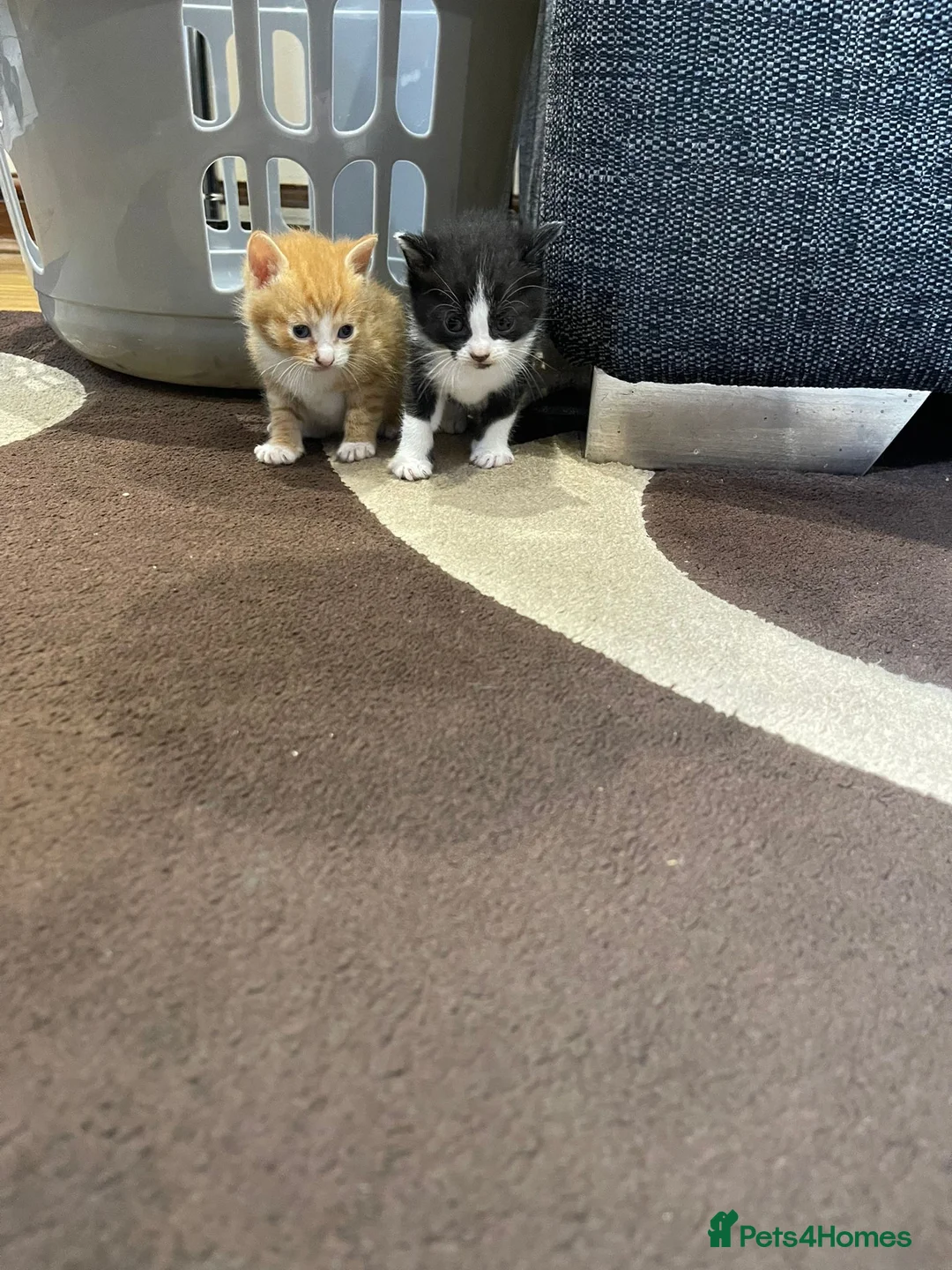 Mixed Breed cats for sale: 2 for £50 in Birmingham - Advert 1