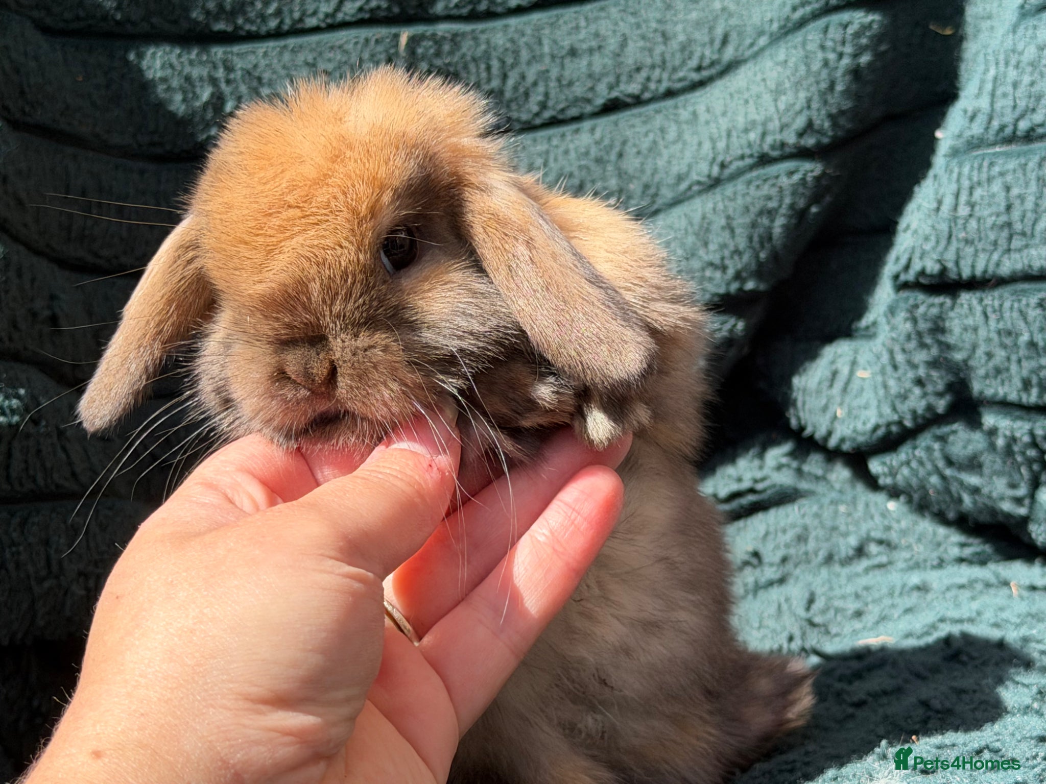 Mini Lop rabbits for sale: stunning baby girl ready now - Advert 9