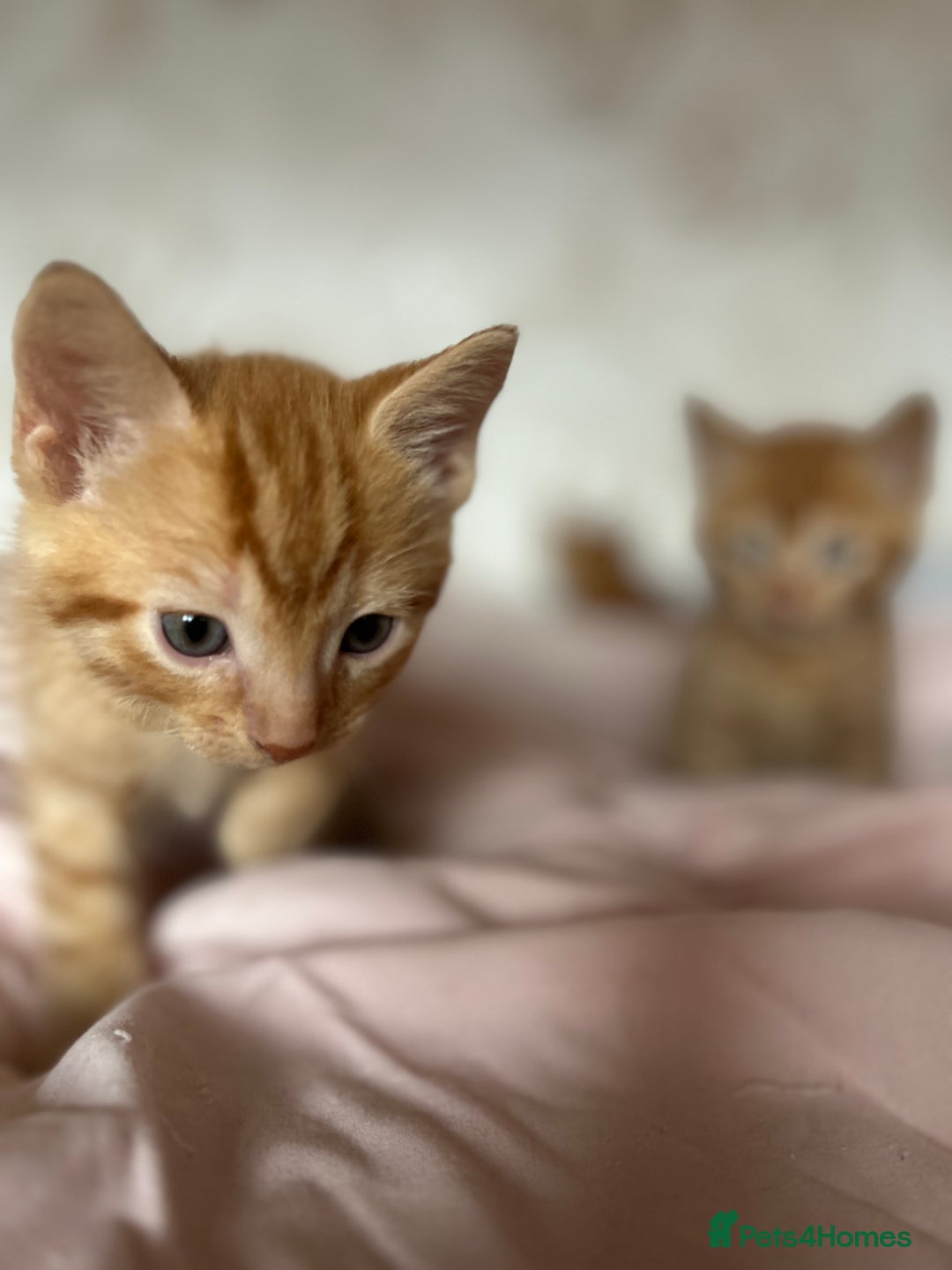Mixed Breed cats for sale: orange mixed breed kittens  - Advert 17