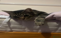 Domestic Shorthair cats for sale: Cleo needs a loving home - Image 2
