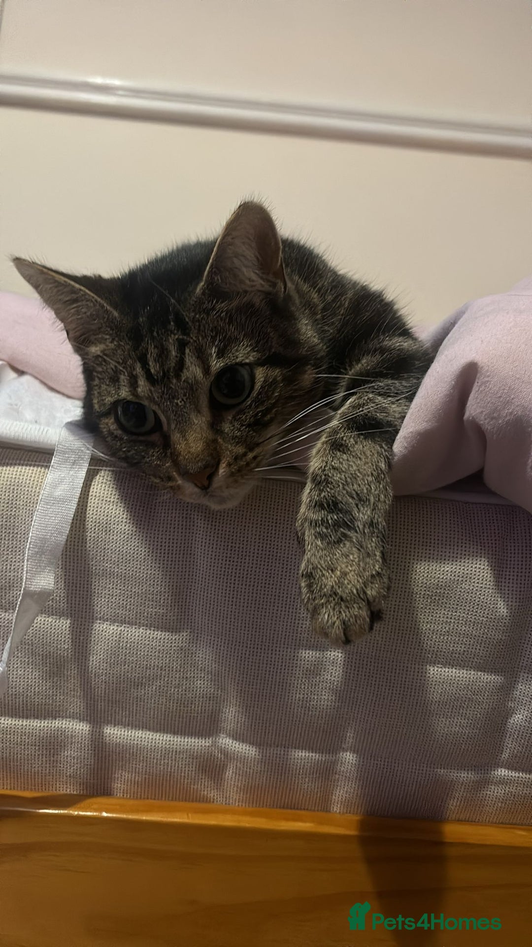 Domestic Shorthair cats for sale: Cleo needs a loving home - Image 2