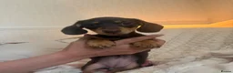 Miniature Dachshund dogs for sale: Miniature dachshund in Cardiff - Advert 3