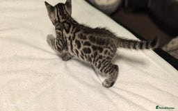 Bengal cats for sale: Bengal kittens for sale  - Image 5