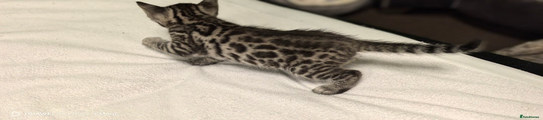 Bengal Kitten 4
