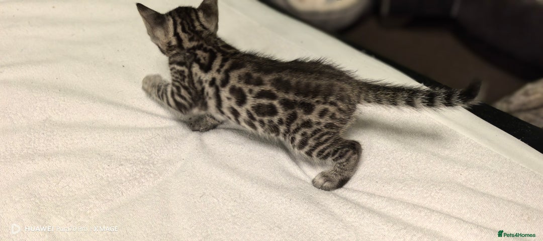 Bengal cats for sale: Bengal kittens for sale  - Image 5