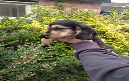 Cocker Spaniel dogs for sale: KC Registered Show type Cocker Spaniels  - Image 25
