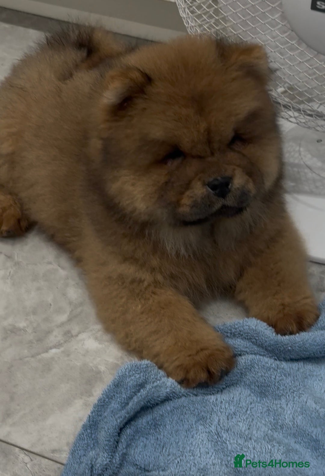 Chow Chow dogs for sale: KC Top quality of chow chow looking for new  🏠  - Advert 7