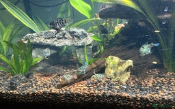 Cichlids fish for sale: Polar Blue Parrot Fish - Image 2