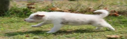 Border Collie dogs for sale: Border Collie Puppies for Sale - Advert 26