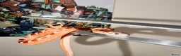 Corn Snake reptiles for sale: Baby cornsnakes  in Paignton - Advert 9