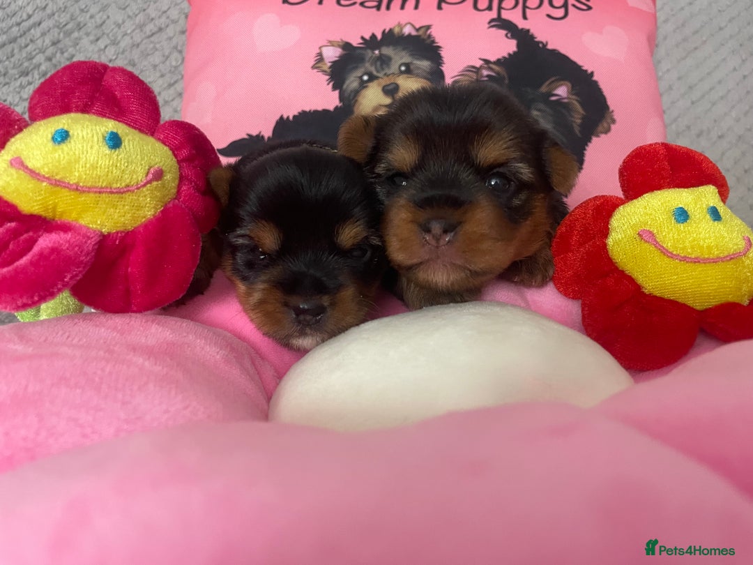 Yorkshire Terrier dogs for sale: Beautiful 2 Girls Yorkshire Terrier Pedigree  - Advert 4