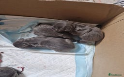 Mixed Breed dogs for sale:  Adorable staffie x frencie pups,Ready Oct31st  - Image 19