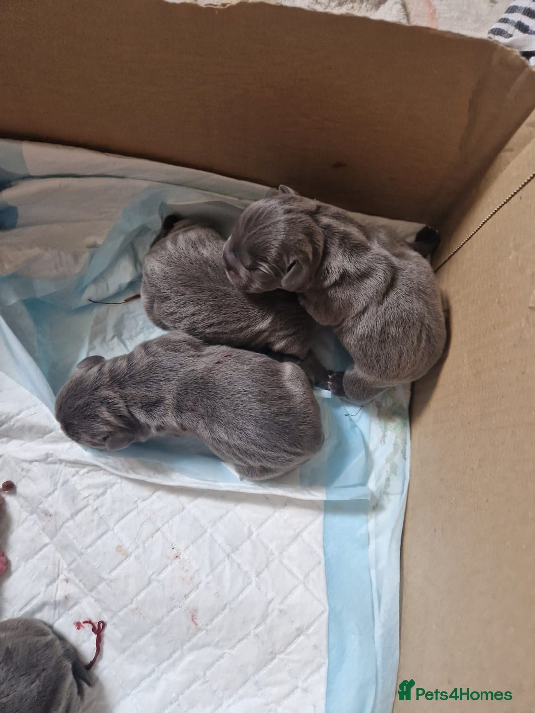 Mixed Breed dogs for sale:  Adorable staffie x frencie pups,Ready Oct31st  - Image 19